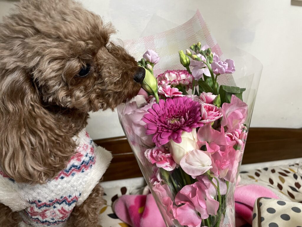 愛犬と花束