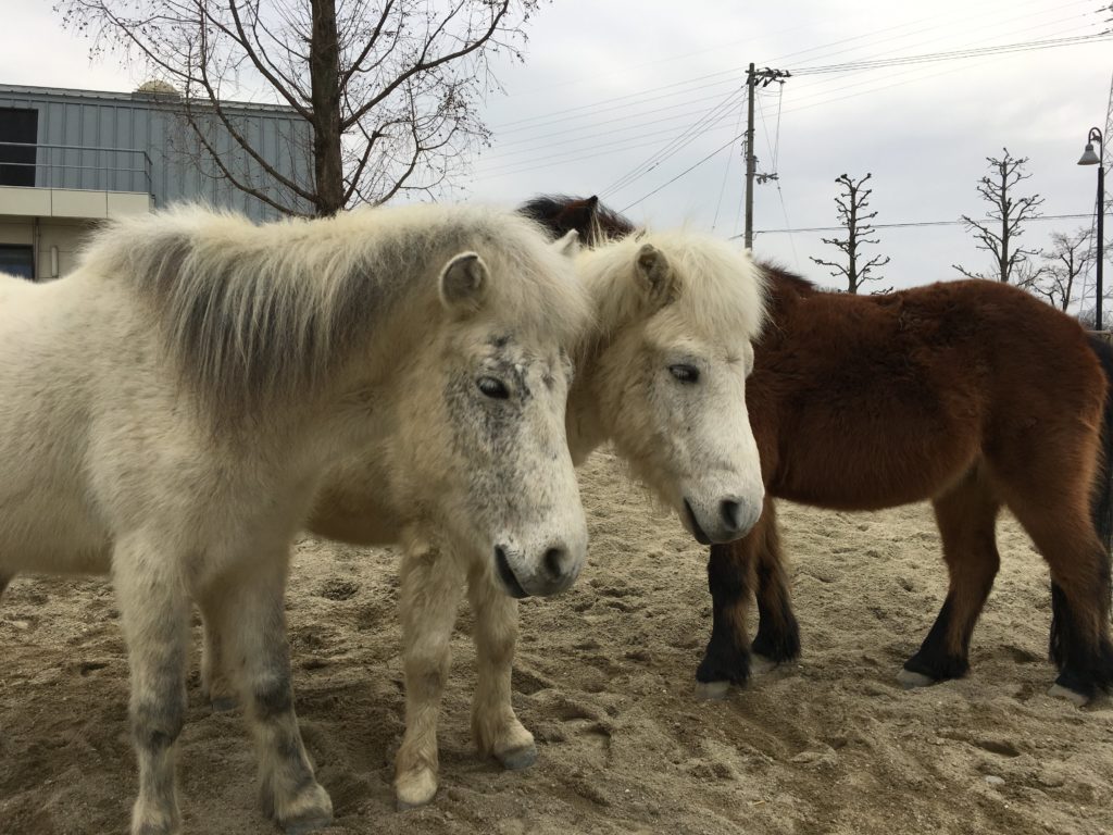 野間馬