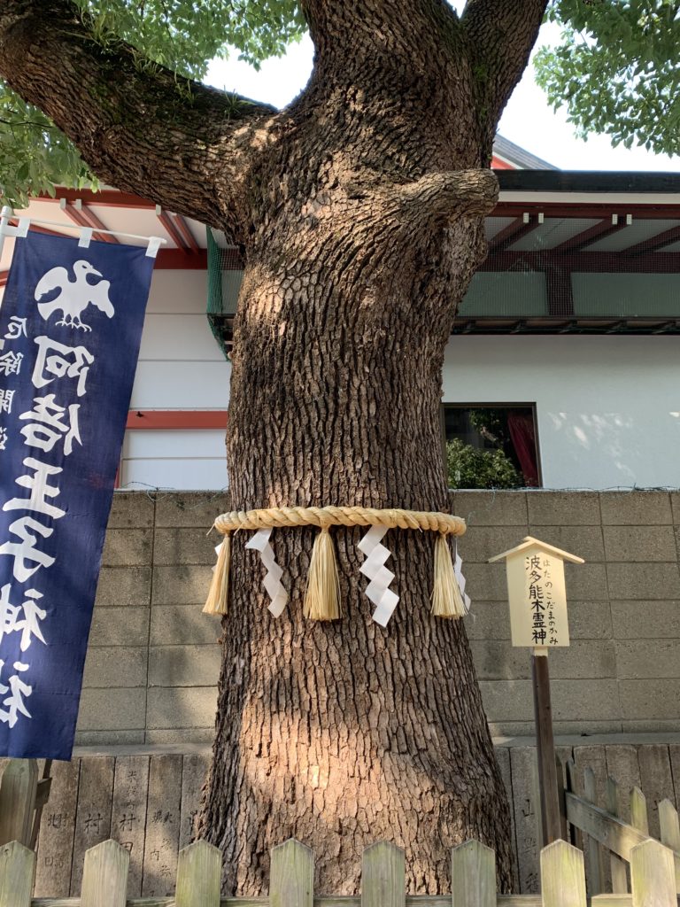 阿倍王子神社の楠
