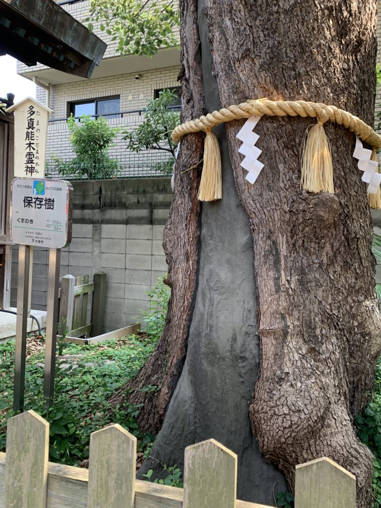 阿倍王子神社の楠
