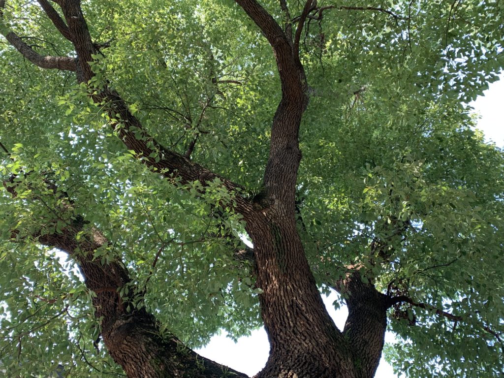阿倍王子神社の楠